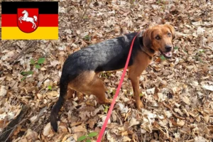 Lees meer over het artikel Poolse Bracke fokkers en pups in Nedersaksen