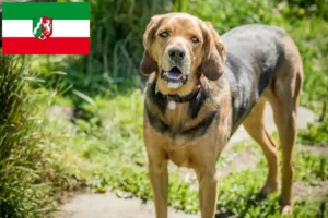 Lees meer over het artikel Poolse Bracke fokkers en pups in Noordrijn-Westfalen