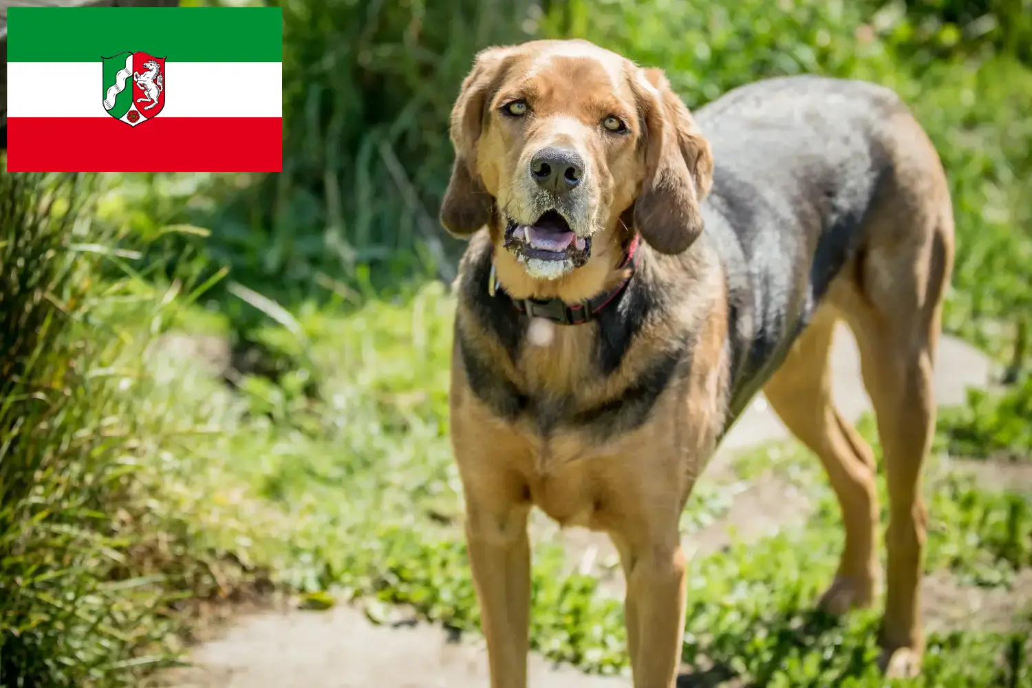 Lees meer over het artikel Poolse Bracke fokkers en pups in Noordrijn-Westfalen