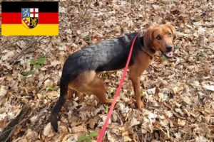 Lees meer over het artikel Poolse Bracke fokkers en pups in Saarland