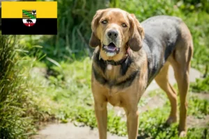 Lees meer over het artikel Poolse Bracke fokkers en pups in Saksen-Anhalt