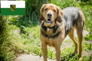 Lees meer over het artikel Poolse Bracke fokkers en pups in Saksen