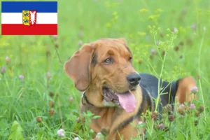 Lees meer over het artikel Poolse Bracke fokkers en pups in Sleeswijk-Holstein