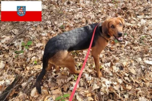 Lees meer over het artikel Poolse Bracke fokkers en pups in Thüringen