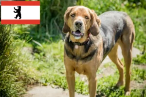 Lees meer over het artikel Poolse Bracke fokkers en pups in Berlijn