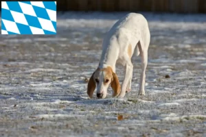 Lees meer over het artikel Porcelaine fokkers en puppies in Beieren