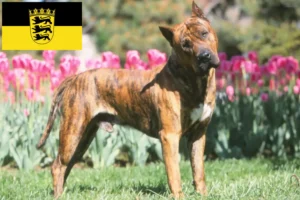 Lees meer over het artikel Presa Canario fokkers en pups in Baden-Württemberg