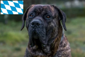 Lees meer over het artikel Presa Canario fokkers en pups in Beieren