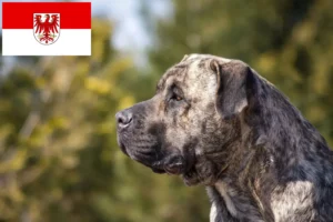 Lees meer over het artikel Presa Canario fokkers en pups in Brandenburg