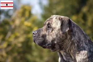 Lees meer over het artikel Presa Canario fokkers en pups in Drenthe