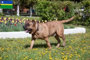 Lees meer over het artikel Presa Canario fokkers en pups in Flevoland