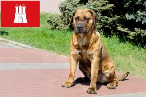 Lees meer over het artikel Presa Canario fokkers en pups in Hamburg