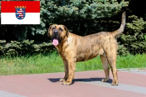Lees meer over het artikel Presa Canario fokkers en pups in Hessen