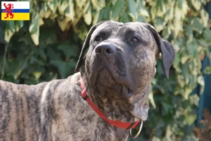 Lees meer over het artikel Presa Canario fokkers en pups in Limburg