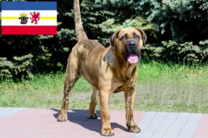 Lees meer over het artikel Presa Canario fokkers en pups in Mecklenburg-Vorpommern