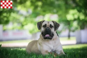 Lees meer over het artikel Presa Canario fokkers en pups in Noord-Brabant