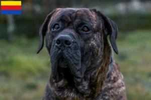 Lees meer over het artikel Presa Canario fokkers en pups in Noord-Holland