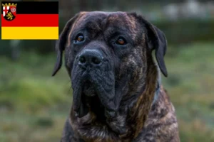 Lees meer over het artikel Presa Canario fokkers en pups in Rijnland-Palts