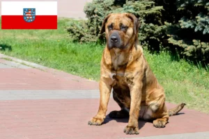 Lees meer over het artikel Presa Canario fokkers en pups in Thüringen