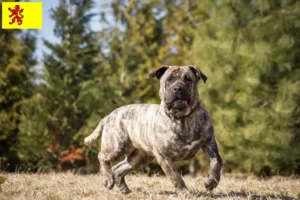 Lees meer over het artikel Presa Canario fokkers en pups in Zuid-Holland
