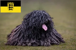Lees meer over het artikel Puli fokkers en pups in Baden-Württemberg