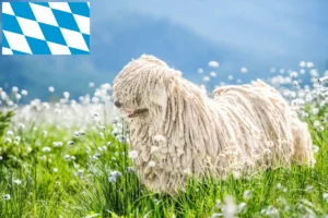 Lees meer over het artikel Puli fokkers en puppies in Beieren