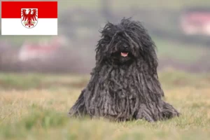 Lees meer over het artikel Puli fokkers en pups in Brandenburg