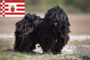 Lees meer over het artikel Puli fokkers en pups in Bremen