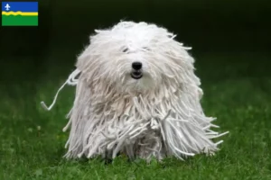 Lees meer over het artikel Puli fokkers en pups in Flevoland