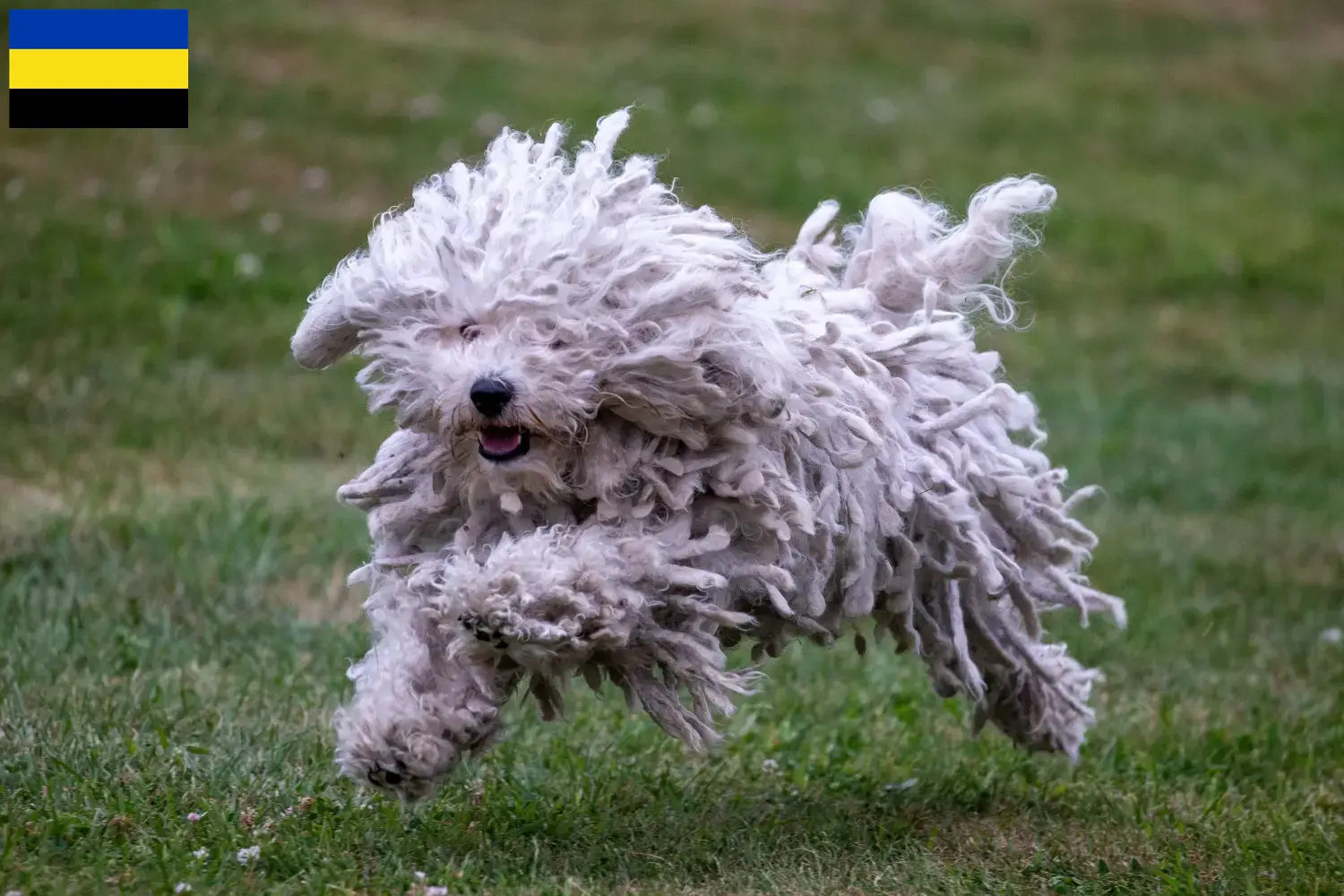 Puli pups en fokker Gelderland Hier vind je Pulis fokkers in Gelderland.