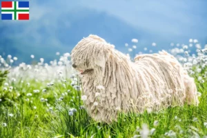 Lees meer over het artikel Puli fokkers en pups in Groningen