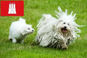Lees meer over het artikel Puli fokkers en pups in Hamburg