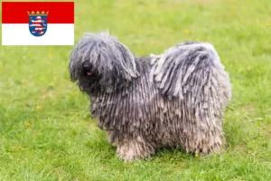 Lees meer over het artikel Puli fokkers en pups in Hessen