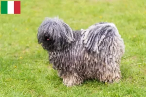 Lees meer over het artikel Puli fokkers en pups in Italië