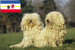 Lees meer over het artikel Puli fokkers en pups in Mecklenburg-Vorpommern