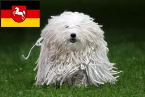 Lees meer over het artikel Puli fokkers en pups in Nedersaksen