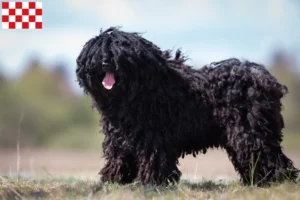 Lees meer over het artikel Puli fokkers en pups in Noord-Brabant