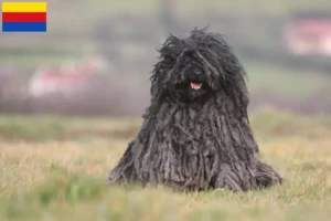Lees meer over het artikel Puli fokkers en pups in Noord-Holland