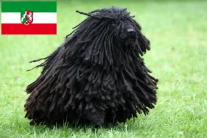 Lees meer over het artikel Puli fokkers en pups in Noordrijn-Westfalen