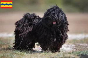 Lees meer over het artikel Puli fokkers en pups in Overijssel