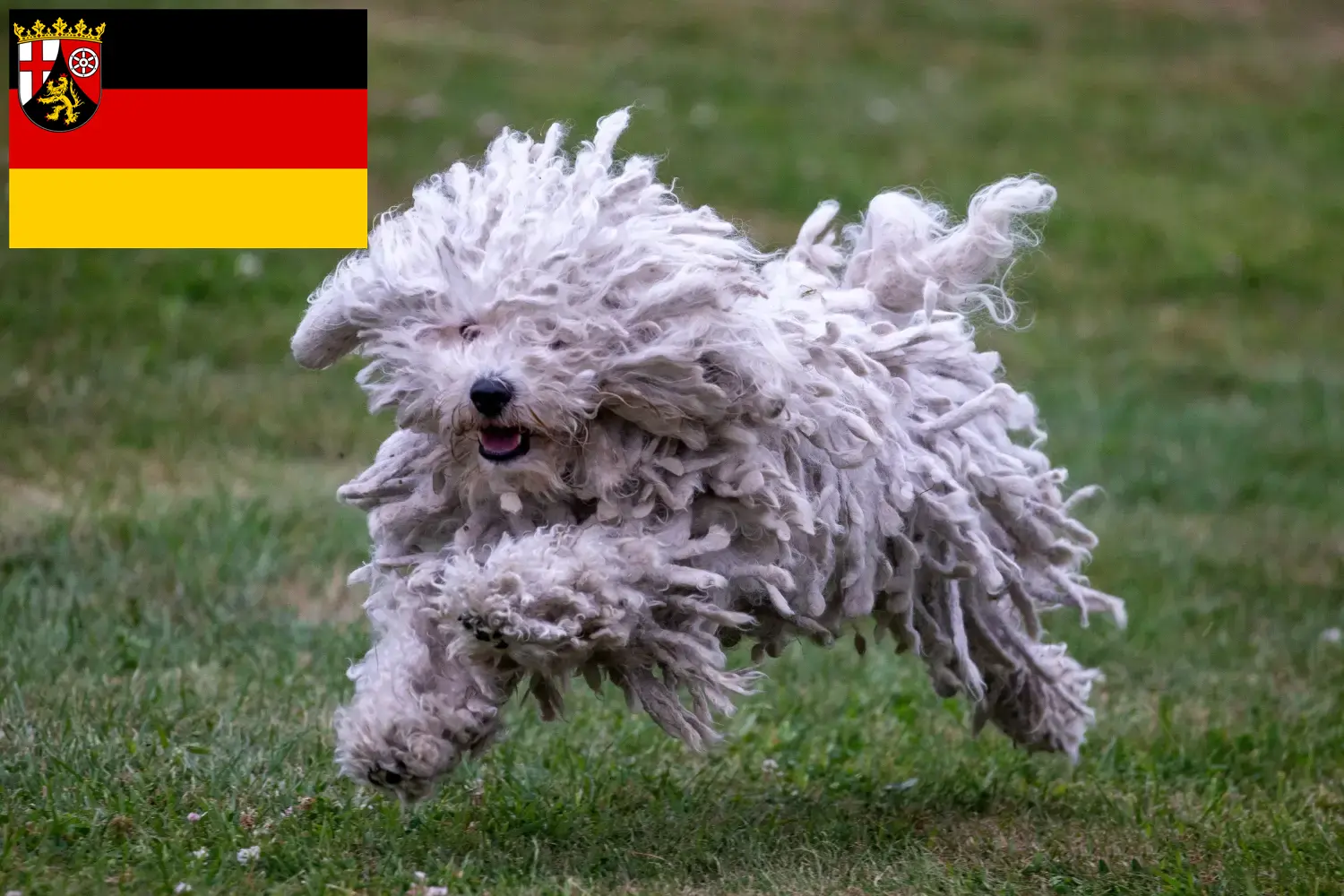 Lees meer over het artikel Puli fokkers en pups in Rijnland-Palts