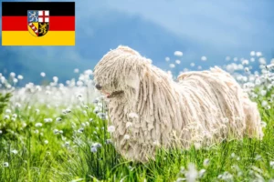 Lees meer over het artikel Puli fokkers en pups in Saarland