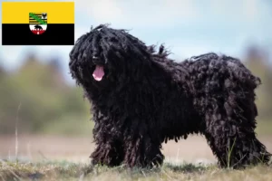 Lees meer over het artikel Puli fokkers en pups in Saksen-Anhalt