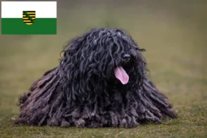 Lees meer over het artikel Puli fokkers en pups in Saksen