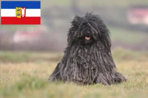 Lees meer over het artikel Puli fokkers en pups in Sleeswijk-Holstein
