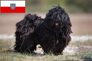 Lees meer over het artikel Puli fokkers en pups in Thüringen