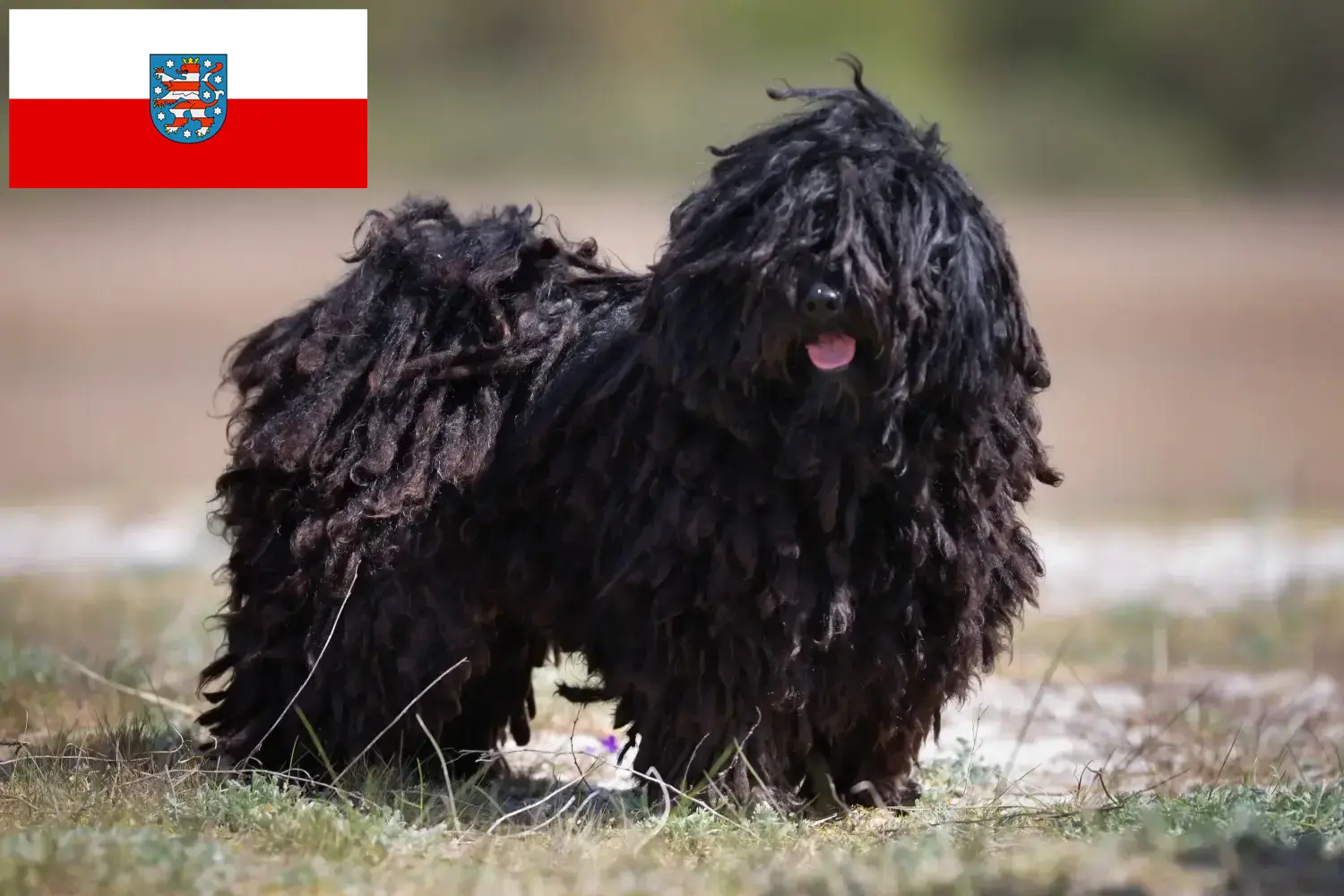 Puli pups en fokkers Thüringen Hier vind je Pulis fokkers in Thüringen.