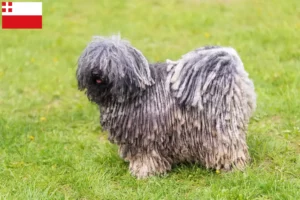 Lees meer over het artikel Puli fokkers en pups in Utrecht