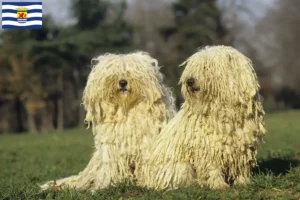 Lees meer over het artikel Puli fokkers en pups in Zeeland