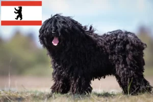 Lees meer over het artikel Puli fokkers en pups in Berlijn